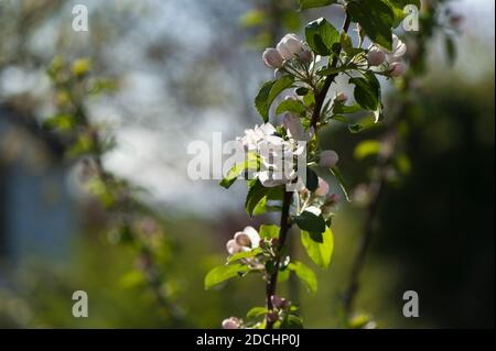 Apfel, Malus domestica ‘Red Devil’ blühen auf einem jungen Baum im Frühjahr Stockfoto