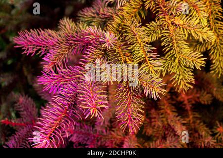 Abstrakt verschwommener Hintergrund für Weihnachten und das Neujahrsthema. Weihnachtsbaum mit bunten Girlande Lichter, Dekoration. Stockfoto