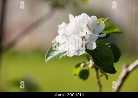 Apfel, Malus domestica ‘Red Devil’ blühen auf einem jungen Baum im Frühjahr Stockfoto