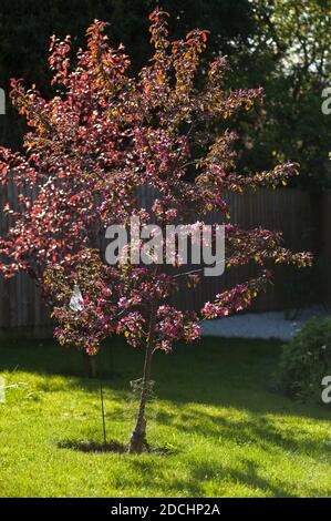 Junger Malus toringo 'Scarlett' (RHS AGM), blühender Krabbenapfelbaum im Frühjahr Stockfoto