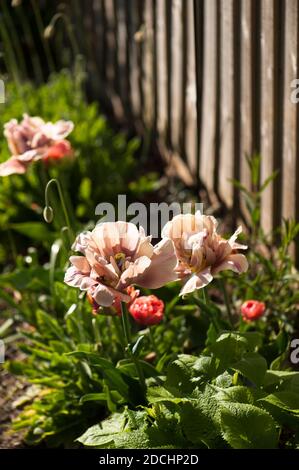 Tulipa ‘La Belle Epoque’ in Blüte Stockfoto