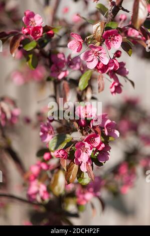 Malus toringo 'Scarlett' (RHS AGM), blühender Krebsapfel im Frühling Stockfoto