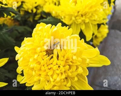 Eine Nahaufnahme einer Biene in einer gelben Chrysantheme x Grandiflorum in einem Garten unter dem Sonnenlicht Stockfoto