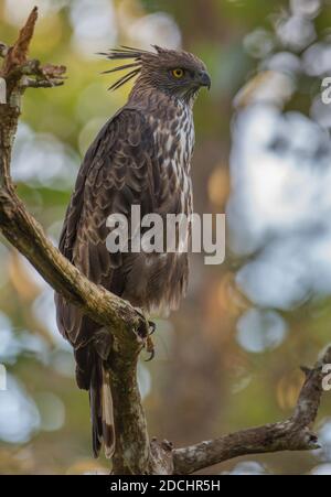 Wandelbarer Hawk Eagle auf einem Ast eines Baumes (fotografiert im Bandipur National Park, Indien) Stockfoto