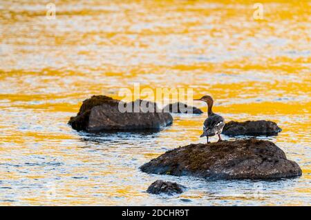 Ein erwachsenes weibliches Rotbrustmergans (Mergus serrator) Stehen auf einem Felsen und Hintergrundbeleuchtung durch das goldene Licht Des Sonnenuntergangs, der aus dem Wasser von Lo reflektiert Stockfoto