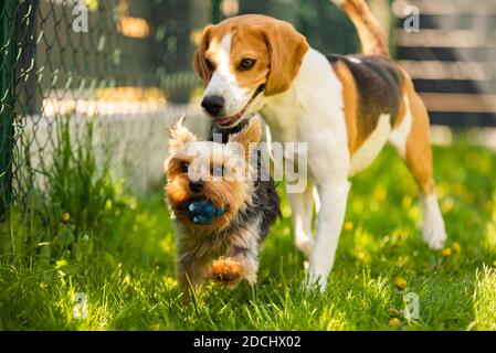 Niedlicher Yorkshire Terrier Hund und Beagle Hund chese einander im Hinterhof. Stockfoto