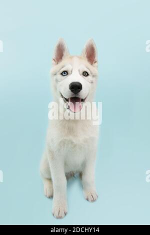 Portrait Husky Welpe Hund sitzen und Blick auf die Kamera. Isoliert auf blauem Hintergrund. Stockfoto