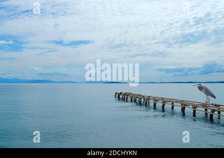 Gray Heron am Ipsos Beach Pier in Korfu gelegen Griechische Insel im Ionischen Meer Stockfoto