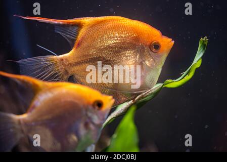 Paar Goldpterophyllum scalare im Aquarium, gelbe Engelfische bewachen Eier. Stockfoto