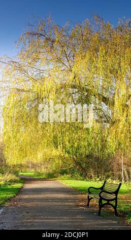 Der Baum der Trauerweide, der über dem Weg in Figgate Park, Edinburgh, Schottland, Großbritannien, hinausragt Stockfoto