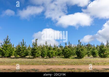 Tannenbäume Plantage im Sommer. Traditionelle Weihnachtsbäume wachsen, um im Winter geschnitten werden. Holzindustrie in Australien Stockfoto