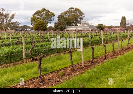 Weinbau und Weinberge in Reihen auf dem Land. Frühling, keine Blätter. Barossa Valley, South Australia Stockfoto