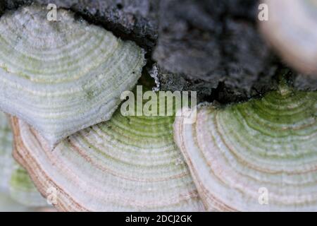 Nahaufnahme von Pale Farbe Polypore wächst auf dunkel gefallenen Baumstamm. Stockfoto
