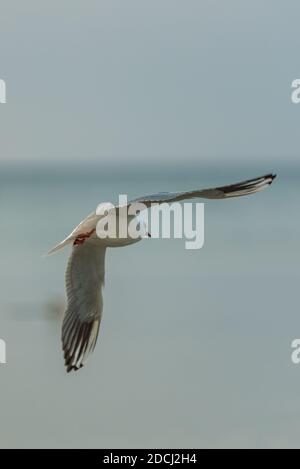 Weiße Vogelmöwe mit ausgestreckten Flügeln fliegt weg zum Wasser zu gehen Fische fangen, was zu essen Stockfoto