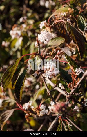 Viburnum farreri ist ein sehr geliebter großer Laubstrauch mit Trauben von süß duftenden weißen Blüten, die sich im Spätherbst aus rosa Knospen öffnen. Stockfoto