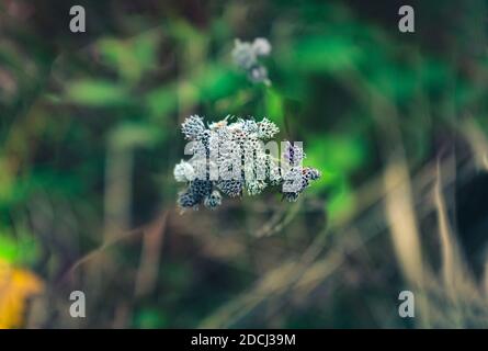 Nahaufnahme von Herbstblumen werden keine Blütenblätter oder Staubblätter Stockfoto