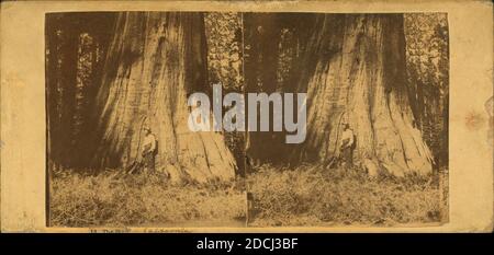 Großer Baum in Mariposa Grove, 94 Fuß im Umfang, Standbild, Stereographen, 1860 - 1874 Stockfoto