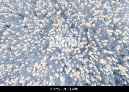 Luftaufnahme eines winterverschneiten Kiefernwaldes. Winterliche Waldstruktur. Luftaufnahme. Luftdrohne Ansicht einer Winterlandschaft. Schneebedeckter Wald Bac Stockfoto