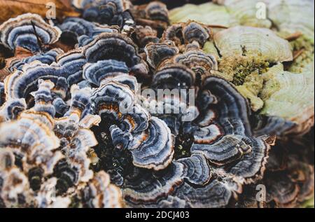 Nahaufnahme am Tag blau-grau und kupferfarben Türkei Schwanz wächst auf einem Baum. Stockfoto