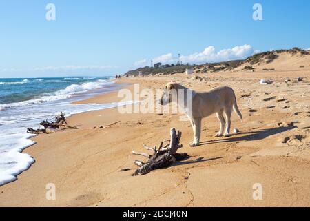 Weiße Welpen laufen entlang der leeren schlammigen Meer Strand mit Müll. Ende der touristischen Saison. Stockfoto