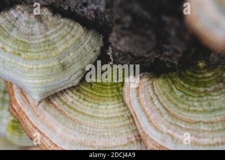 Nahaufnahme von Pale Farbe Polypore wächst auf dunkel gefallenen Baumstamm. Stockfoto