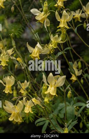 Gruppe von gelben Columbine Wildblumen in Montana Bergen Stockfoto