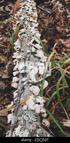 Mehrfache blassfarbige Polyporen, die auf einem gefallenen Baumstamm wachsen. Stockfoto