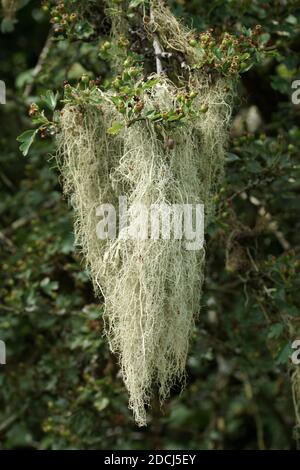 Usnea articulata (Wurstflechte) Stockfoto