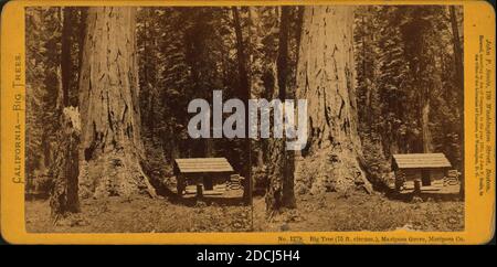 Big Tree (75 ft. Circum) Mariposa Grove, Mariposa Co., Standbild, Stereographien, 1870, Soule, John P. (1827-1904 Stockfoto