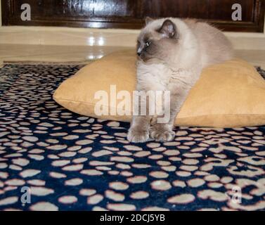 Die Siamkatze streckte sich auf das Kissen. Die weiße Katze schläft. Stockfoto