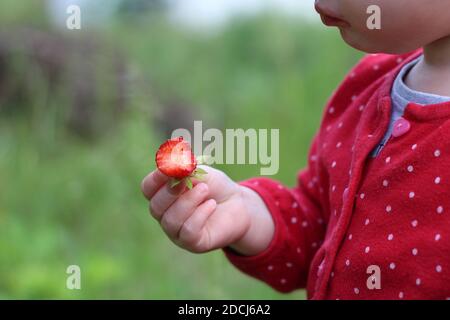 Ein kleines Kind hält eine gebissene Erdbeere in den Händen Stockfoto