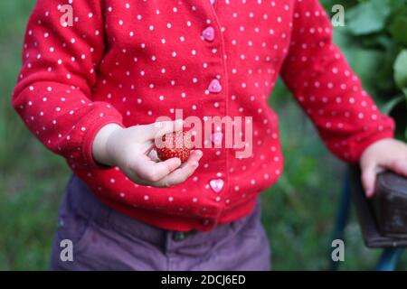 Ein kleines Kind hält eine gebissene Erdbeere in den Händen Stockfoto