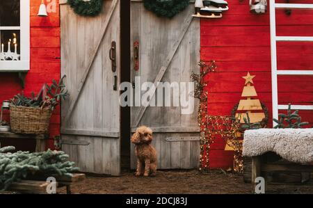 Hund roten Pudel sitzen auf der Veranda eines Hauses für Weihnachten dekoriert, Hinterhof Veranda des ländlichen Hauses für Weihnachten dekoriert, Winter Stillleben Stockfoto