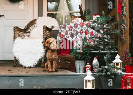 Hund roten Pudel sitzen auf der Veranda eines Hauses für Weihnachten dekoriert, Hinterhof Veranda des ländlichen Hauses für Weihnachten dekoriert, Winter Stillleben Stockfoto