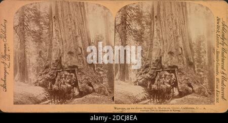 Wawona, als wir durch sie fuhren, Mariposa Grove, Kalifornien, U S A., Standbild, Stereographen, 1850 - 1930 Stockfoto