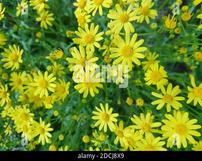 Gelb Frühling Ragwürzeblüten blühen frische natürliche Gänseblümchen Feld Nahaufnahme Stockfoto