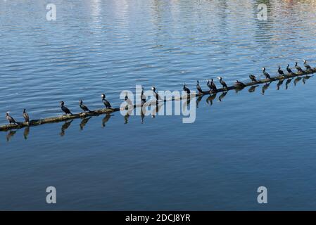 Kormorane auf dem Balken im Fluss. Stockfoto