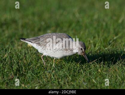 Rote Knoten (Calidris Canutus) im Winter gefieder auf der Yorkshire Küste. Stockfoto