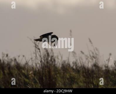 Kurzohreule (ASIO flammeus) im Flug , Yorkshire, England. Stockfoto