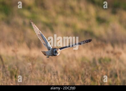 Kurzohreule (ASIO flammeus) im Flug , Yorkshire, England. Stockfoto