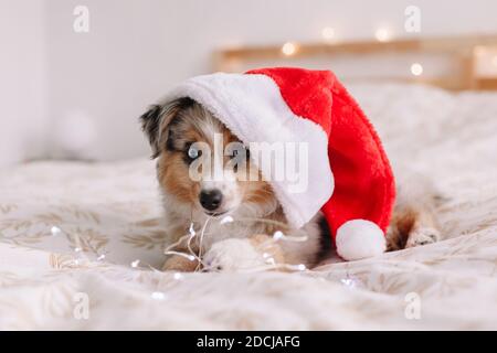 Niedliche kleine Hund Haustier in Santa Hut liegen auf dem Bett zu Hause. Weihnachtsfeierlichkeiten zum Neujahrsfest. Liebenswert Miniatur australischen Schäferhund Welpen mit CH Stockfoto