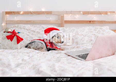 Niedlichen kleinen Hund Haustier in Santa Hut liegend auf dem Bett zu Hause beobachten Weihnachtsfilm auf Laptop. Weihnachten Neujahr online Feiertagsfeier. Entzückende Minia Stockfoto