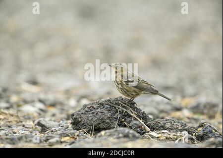 Rock Pipit Anthus petrosus an der Norfolk Küste, die hier für den Winter gezogen. Stockfoto