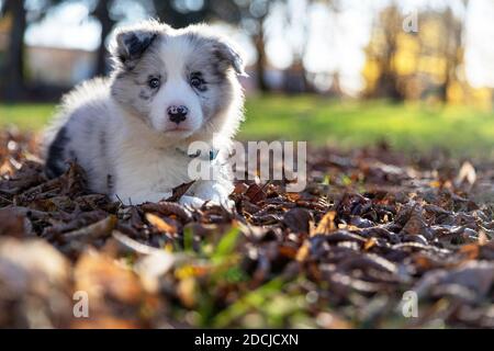 Nahaufnahme eines Border Collie Blue Merle Welpen liegen Draußen Stockfoto