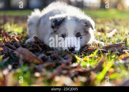 Nahaufnahme eines Border Collie Blue Merle Welpen liegen Draußen Stockfoto
