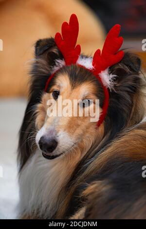 Collie Hundeportrait in den Neujahrshirschhörnern Stockfoto