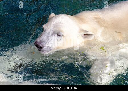 Bild eines jungen Eisbären beim Schwimmen, wissenschaftlicher Name Ursus maritimus Stockfoto