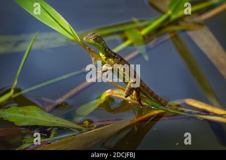 Grüne Basiliscus plumifrons Basilisk - auch als das grüne Basilisk, die Doppelte crested Basilisk, oder Jesus Lizard, Arten der Eidechse in t Stockfoto