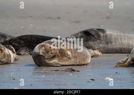 Lustige faule Robben am Sandstrand von Dune, Deutschland. Ungeschickt fetter Seelöwe und Robben ohne Ohren. Stockfoto