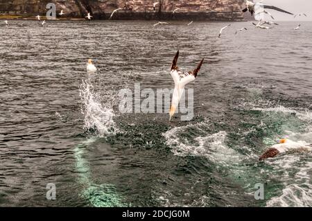 Northern gannet, Morus bassanus, Tauchen für Fische mit Flügeln gefaltet. Stockfoto